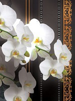 Флизелиновые фотообои в гостиную цветы 206x275 см 3Д Ветки белых орхидей на темном фоне (1295VEA) +клей