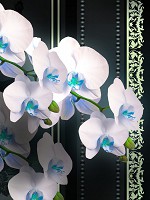 3д флизелиновые фотообои в зал 184x254 см Ветки бело-синих орхидей на темном фоне (1296V4A)+клей