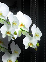Флизелиновые фотообои цветы 206x275 см 3Д Ветки белых орхидей на черном фоне (1298VEA) +клей
