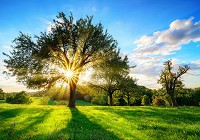 Флизелиновые фотообои 3D 416 x 290 см Природа - Солнечные лучи сквозь крону дерева (13015VEXXXXL)+клей - вид 1 миниатюра