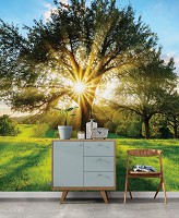 Флизелиновые фотообои 3D Ландшафт Поляна 368 x 254 см Природа - Солнечные лучи сквозь крону дерева (13015V8)+клей