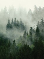 Флизелиновые фотообои зеленый лес в интерьере 3D Пейзаже 184 x 254 см Природа - туман (13026V4A)+клей - вид 1 миниатюра