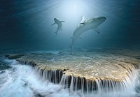Флізелінові фотошпалери 3D море 416x254 см Тварини - Акули на рифі (13161VEXXXL)+клей - вид 1 мініатюра