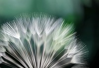 Природа флизелиновые 3D фотообои 254x184 см Белый макро одуванчик на зеленом фоне (131V4)+клей