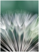 Красивые флизелиновые 3D фотообои в гостиную 206x275 см Белый макро одуванчик на зеленом фоне (131VEA)+клей