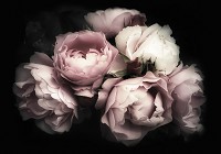 Флизелиновые фотообои цветы на черном фоне 3D прекрасный букет пастельные цвета (13299V)+клей - вид 1 миниатюра