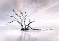 Флізелінові 3д фотошпалери з хмарами 312x219 см Краєвид - Самотнє дерево пустелі (13310VEXXL)+клей - вид 1 мініатюра