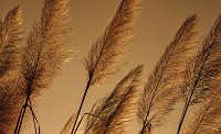 Флізелінові фотошпалери у спальню природа 254x184 см Коричневі рослини (1331V4)+клей