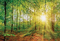 Флізелінові фотошпалери у вітальню природа 3D Дерева 254 x 184 см Весняний ліс в променях сонця (13462V4)+клей - вид 1 мініатюра