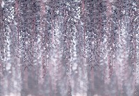 Флізелінові фотошпалери 368x254 см Гліцинії квіти на сірий фон (13520V8) +клей - вид 1 мініатюра