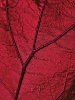 Флизелиновые красивые фото обои природа 184 x 254 см Красный листок под макросъемкой (13570V4A)+клей