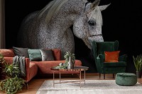 Флизелиновые фотообои белые 254 x 184 см Животные - серая лошадь на черном фоне (13596V4)+клей