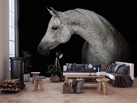 Флизелиновые фотообои звери 254 x 184 см Животные - Серый конь на черном фоне (13597V4)+клей