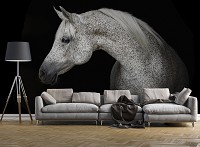 Черные флизелиновые фотообои 368 x 254 см Животные - Серый конь на темном фоне (13597V8)+клей