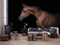 Флизелиновые 3D фотообои Животные - Коричневая лошадь на черном фоне (13601V)+клей