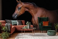 Флизелиновые 3D фотообои 254 x 184 см Животные - Коричневая лошадь на черном фоне (13601V4)+клей