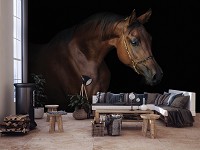 Флизелиновые 3D фото обои домашние животные 254 x 184 см Коричневая лошадь на темном фоне (13602V4)+клей