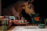 Флизелиновые 3Д фотообои в спальню 368 x 254 см Животные - Коричневая лошадь на темном фоне (13602V8)+клей