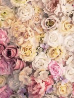 Флізелінові фото шпалери 184 x 254 см Квіти - Безліч світлих троянд (13798V4A)+клей - вид 1 мініатюра
