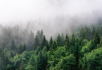 Флизелиновые фотообои дерево 3D 416 x 254 см Туманный лес на склоне (13907VEXXXL)+клей - вид 1 миниатюра