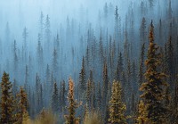 Флізелінові фотошпалери природа 520x318 см Ліс - дерева у тумані (13915VEXXXXXL)+клей - вид 1 мініатюра