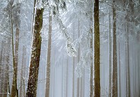 Флізелінові фотошпалери 3д природа 254 x 184 см Краєвид - Зимовий ліс (13919V4)+клей - вид 1 мініатюра