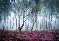 Флизелиновые фотообои деревья 312x219 см 3D Природа - Туманный березовый лес и вереск (13984VEXXL) +клей - вид 1 миниатюра
