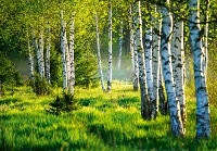Флизелиновые фотообои для кухни 368x254 см Деревья 3D Природа Березовый лес и зеленая трава (14174V8)+клей - вид 1 миниатюра