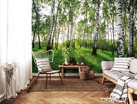 Флизелиновые фотообои на кухню 312x219 см 3D Солнечные лучи в березовом лесу (14175VEXXL)+клей