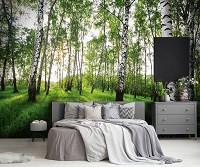 Флизелиновые фотообои на стену 416x254 см 3D Солнечные лучи в березовом лесу (14175VEXXXL)+клей