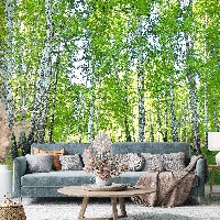 Флизелиновые фотообои для зала 416x290 см Природа Лес Берёзы Зеленые Деревья (14182VEXXXXL)+клей