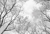 Красиві краєвиди флізелінові фотошпалери 416x254 см Чорно-білий ліс Природа Дерева Небо Гілки (14184VEXXXL)+клей - вид 1 мініатюра
