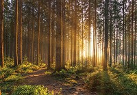 Флізелінові фотошпалери для кухні 368x254 см Природа Дерева 3D Сонце у весняному лісі (14185V8)+клей - вид 1 мініатюра