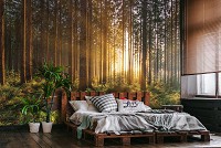 Флизелиновые фотообои 368x280 см Природа Деревья 3D Солнце в весеннем лесу (14185V10)+клей