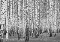 Флизелиновые фотообои в спальню 368x254 см Природа Лес Чёрно-Белая Береза (14211V8)+клей - вид 1 миниатюра