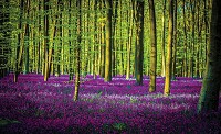 Флизелиновые фотообои в зал 254x184 см Лесной пейзаж с фиолетовыми цветами  (1439V4)+клей