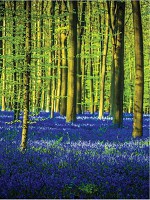 Флизелиновые фотообои для спальни 206x275 см Лесной пейзаж с синими цветами (1440VEA)+клей - вид 1 миниатюра