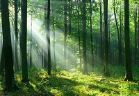 Флізелінові фотошпалери зелене 3Д 416x254 см Природа ліс сонце дерева (14420VEXXXL)+клей - вид 1 мініатюра