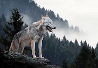 Флізелінові фотошпалери 3Д Дика природа вовк у лісі (14424V)+клей - вид 1 мініатюра