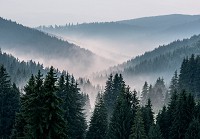 Флизелиновые фотообои 368x254 см Пейзаж природа туманный лес гора (14455V8)+клей - вид 1 миниатюра