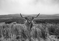 Красиві флізелінові фотошпалери чорно-біла природа 520x318 см Шотландська гірська корова (14499VEXXXXXL)+клей - вид 1 мініатюра