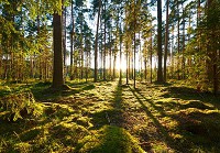 Флизелиновые 3Д фотообои 254x184 см Деревья в лесу пейзаж природа (14505V4)+клей - вид 1 миниатюра
