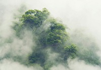 Флізелінові фотошпалери дерева 254x184 см Краєвид природи лісу в тумані (14519V4)+клей - вид 1 мініатюра