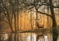 Флизелиновые 3Д фотообои с деревьями на стену 416x290 см Пейзаж природа лесной олень (14520VEXXXXL)+клей - вид 1 миниатюра