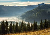 Флизелиновые фотообои под холм дерева 254x184 см 3D Пейзаж Природа Хвойный лес в горах (14537V4)+клей - вид 1 миниатюра
