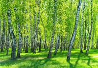 Флизелиновые фотообои деревья 416x290 см 3D Природа Зеленые березы в летнем лесу (14554VEXXXXL)+клей - вид 1 миниатюра