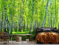 Флизелиновые фотообои для спальни 254x184 см 3D Природа Зеленые березы в летнем лесу (14554V4)+клей