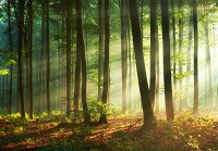 Флізелінові фотошпалери для кухні 368x254 см 3D Природа сонячного світла в зеленому лісі (14578V8)+клей - вид 1 мініатюра