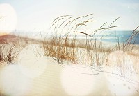Флизелиновые фотообои с морской тематикой 368x254 см ЗD Природа Трава на песчаном пляже (14596V8)+клей - вид 1 миниатюра