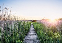 Природа флізелінові 3д фотошпалери 416x254 см Краєвид доріжка на світанку в полі (14624VEXXXL) +клей - вид 1 мініатюра
